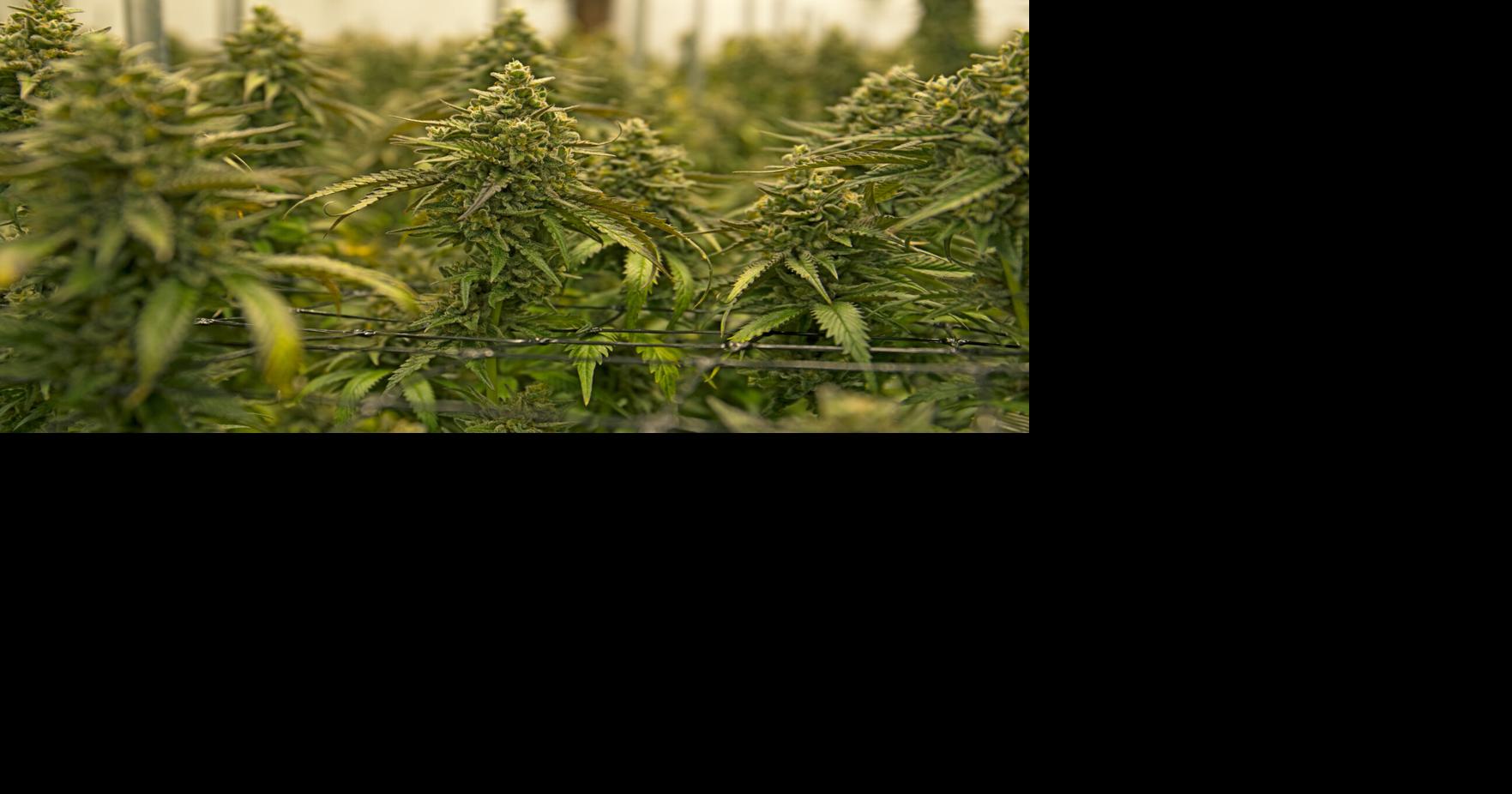 Rhode Island House, Senate to vote on marijuana legalization this week
