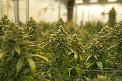 Marijuana grow facility