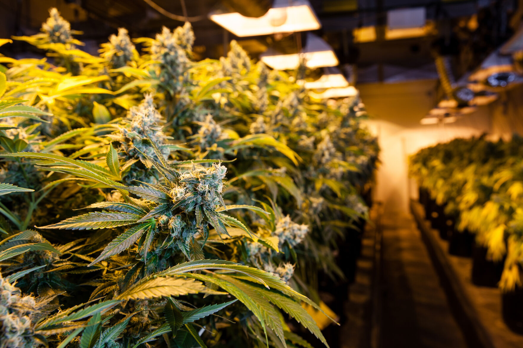 Oklahoma Medical Marijuana Authority expecting budget growth ahead of autonomy