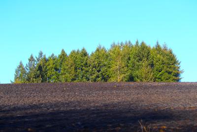 FILE — Oregon fire tree line