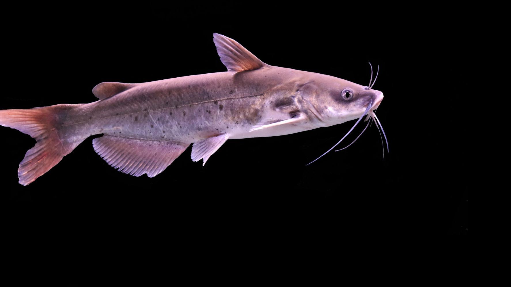 Catching Louisiana Summer Bluegill and Catfish - Catching Catfish on Limb  Lines 