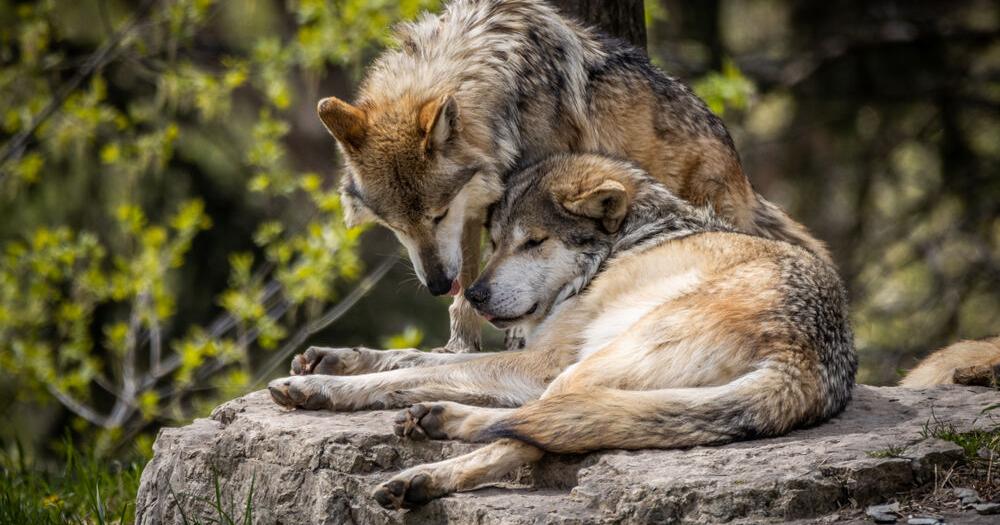 Wisconsin wolf hunters continue to push for a wolf number
