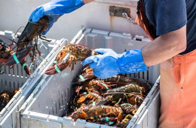 FILE - Maine Lobsters