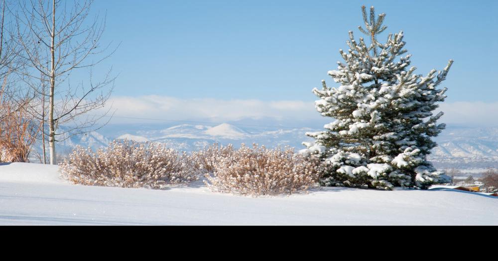 BLM in Colorado offering Christmas tree permits Colorado