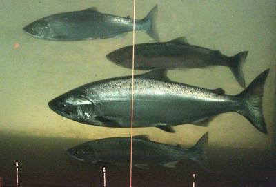 Salmon Habitat Restoration