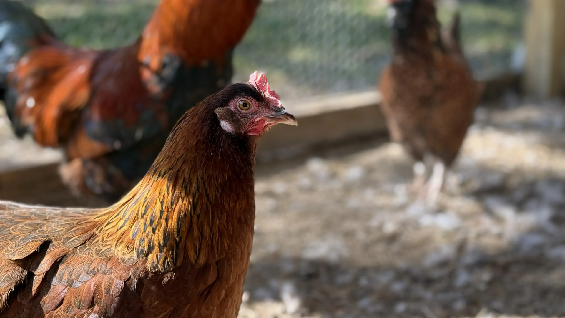 Pa. senator believes ‘draft-style’ redistricting could be model for nation