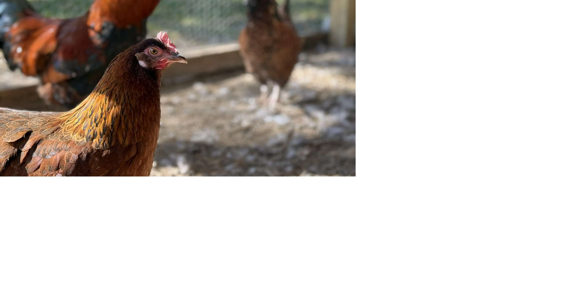 Bird flu continues to expand in Wisconsin | Wisconsin | thecentersquare.com