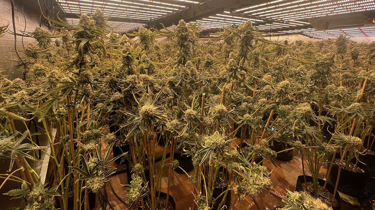 thecentersquare.com - By Chris Woodward  | The Center Square contributor - California deals with high times and misdemeanors