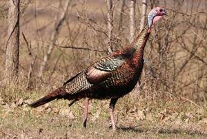 New Illinois law expands types of shotgun shells hunters can use on turkeys