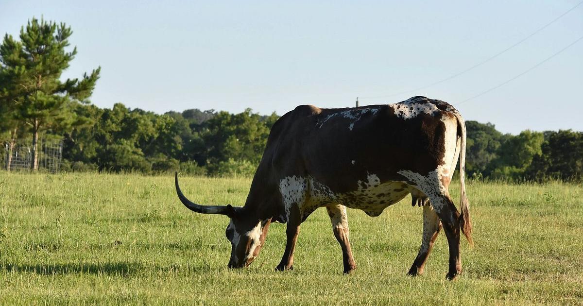 New World Screwworm reaches South Texas, confirmed in Zavala County