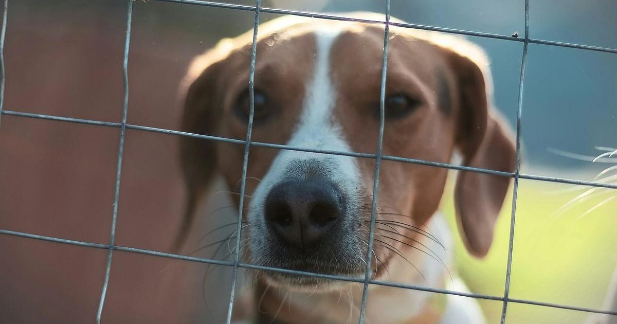 Illinois bill bars dangerous dog adoptions, forces behavior disclosures