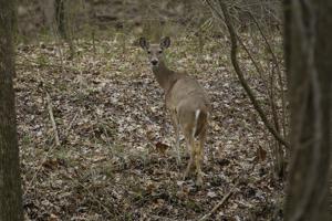 IDNR offers free deer meat testing for chronic wasting disease