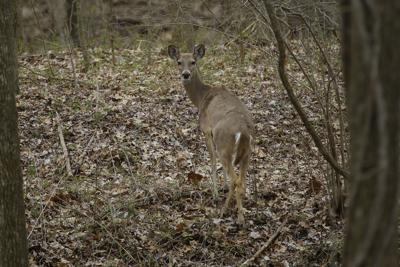 FILE - Illinois, deer, Shawnee National Forest