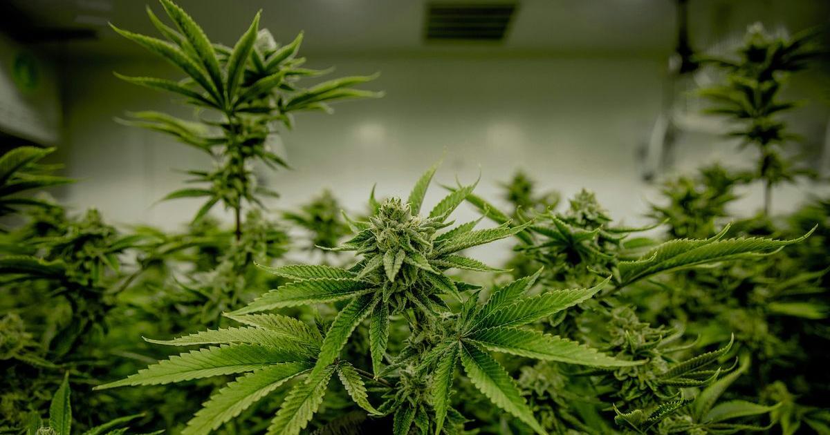 New York’s top pot regulator shoved out amid shake-up