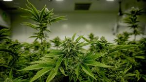 Potential vote to block lawmakers’ change to recreational marijuana moves ahead