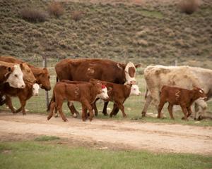 Wyoming rancher sues Biden administration claiming racial discrimination