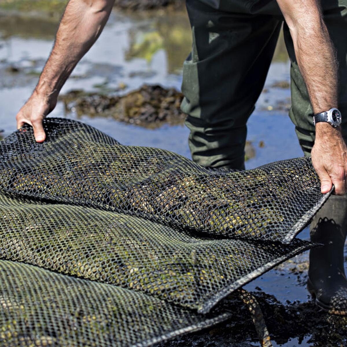 Texas To Start Issuing Oyster Farming Permits For Those Who Are Well Informed It Can Be A Profitable Endeavor Texas Thecentersquare Com