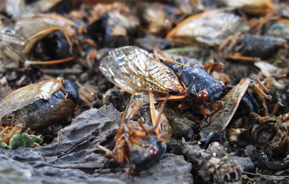 Cicadas emerging throughout Illinois, but 2024 will bring more
