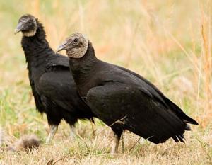 Illinois Farm Bureau taking action to help farmers to deal with black vultures