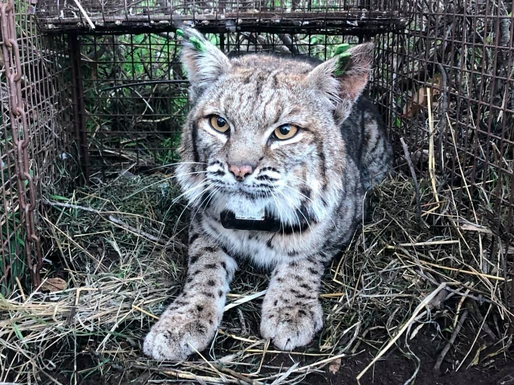 Bobcat Population Sees Resurgence But Some Question If Hunting Them ...