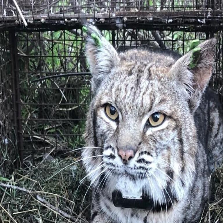 Bobcat Population Still Small But On The Rise In New Jersey