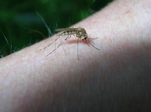 Illinois quick hits: State gets fuel waiver after Indiana fire; first Illinois West Nile death reported