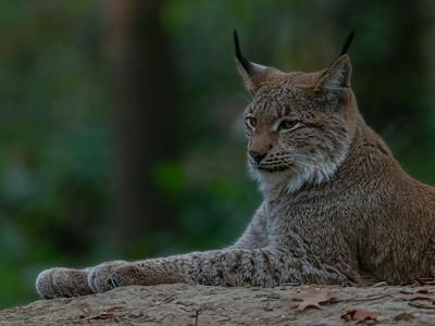 TCS - Lynx