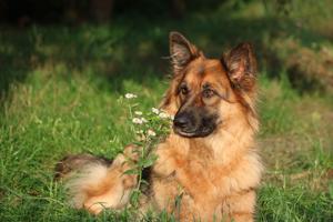 New Illinois law ends insurance restrictions on certain dog breeds