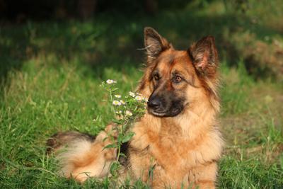 Portrait,Of,A,German,Shepherd,Dog,With,A,Flower