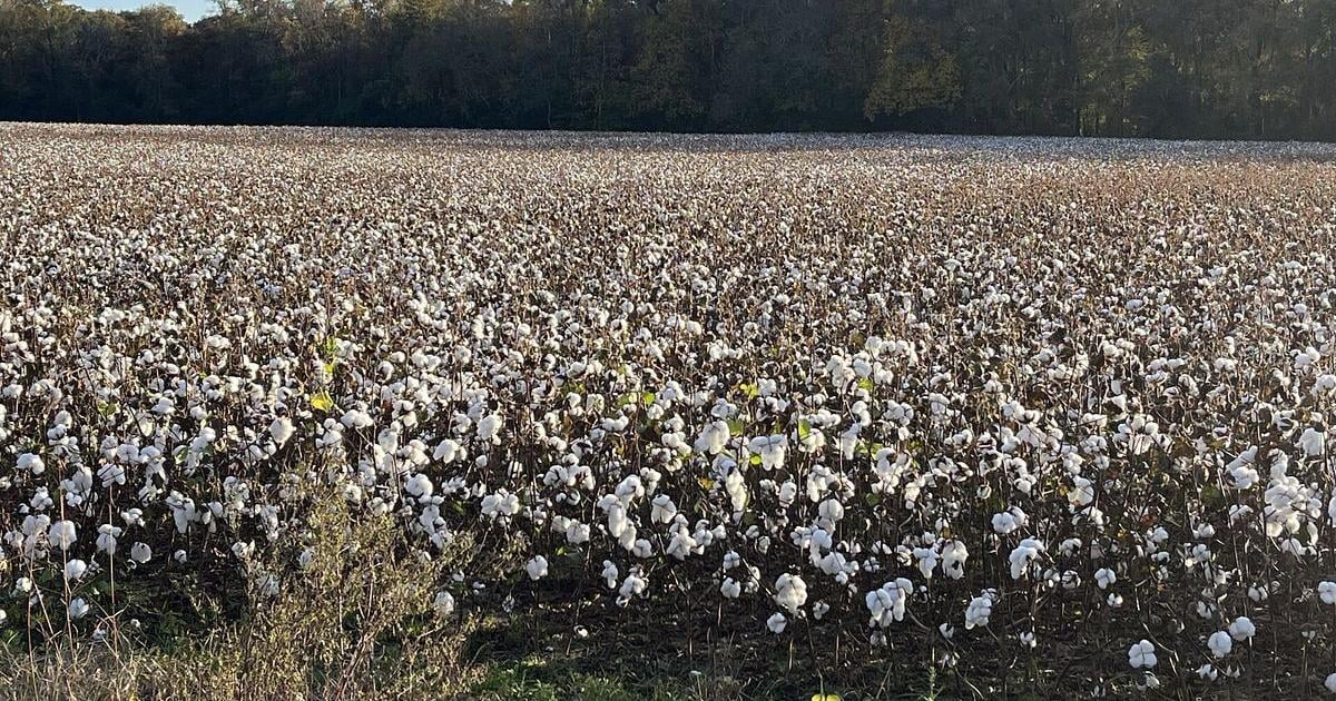 Op-Ed: How government intervention begets more intervention