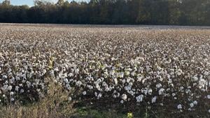 Op-Ed: How government intervention begets more intervention