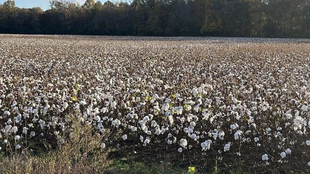 USDA plan rallies around American cotton farmers
