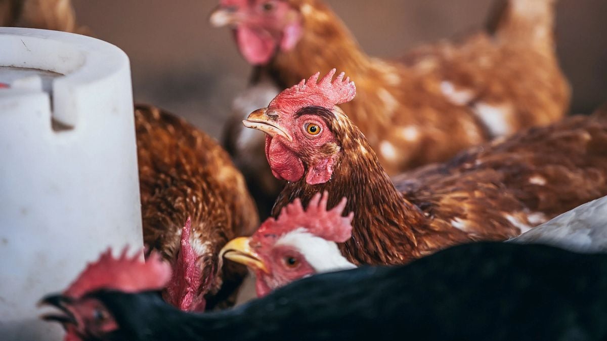 U.S. House OKs Fetterman bill allowing SNAP to cover hot rotisserie chicken