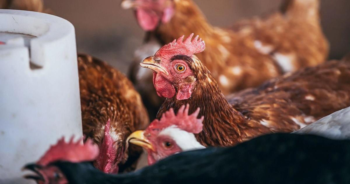 U.S. House OKs Fetterman bill allowing SNAP to cover hot rotisserie chicken