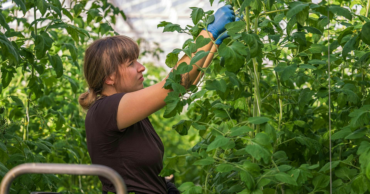 Labor Department fines California grower for violations