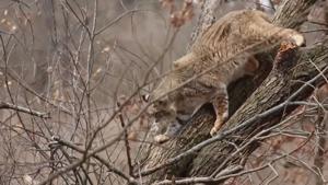 Some worry bobcat hunting could put animal on endangered list in Illinois