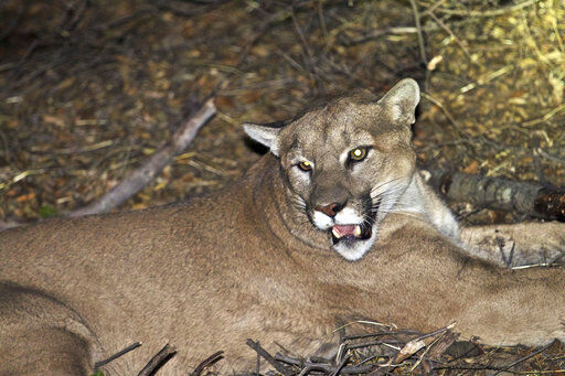 Cougar attack on Washington girl indicative of growing population of the  wild felines | Washington 