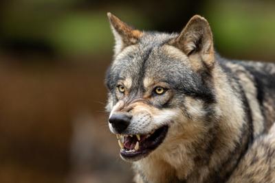 Portrait,Of,A,Grey,Wolf,Angry,In,The,Forest