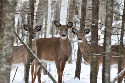 Maine's highest court weighs challenge to Sunday hunting ban | Maine ...