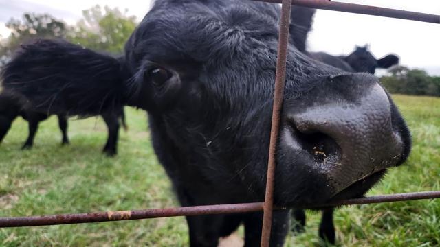 Trump pauses tariff on imported beef with pushback from ranchers, some America First advocates