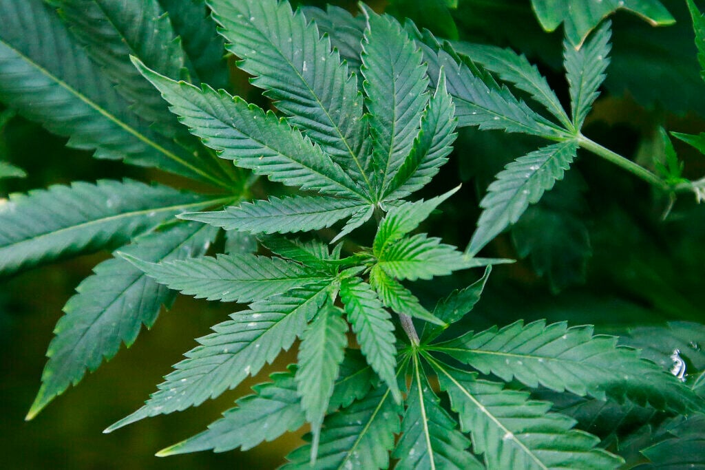 Oklahomans will decide marijuana legalization Tuesday