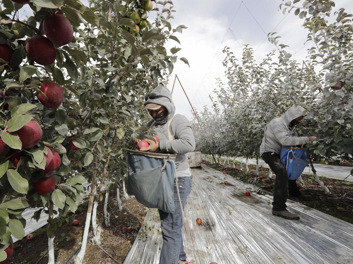 Cosmic Crisp apple debuts in Washington stores -- but is it as