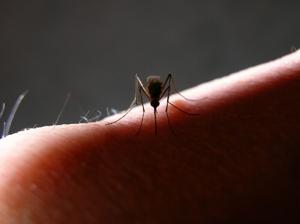 Asian tiger mosquito making presence known in Illinois