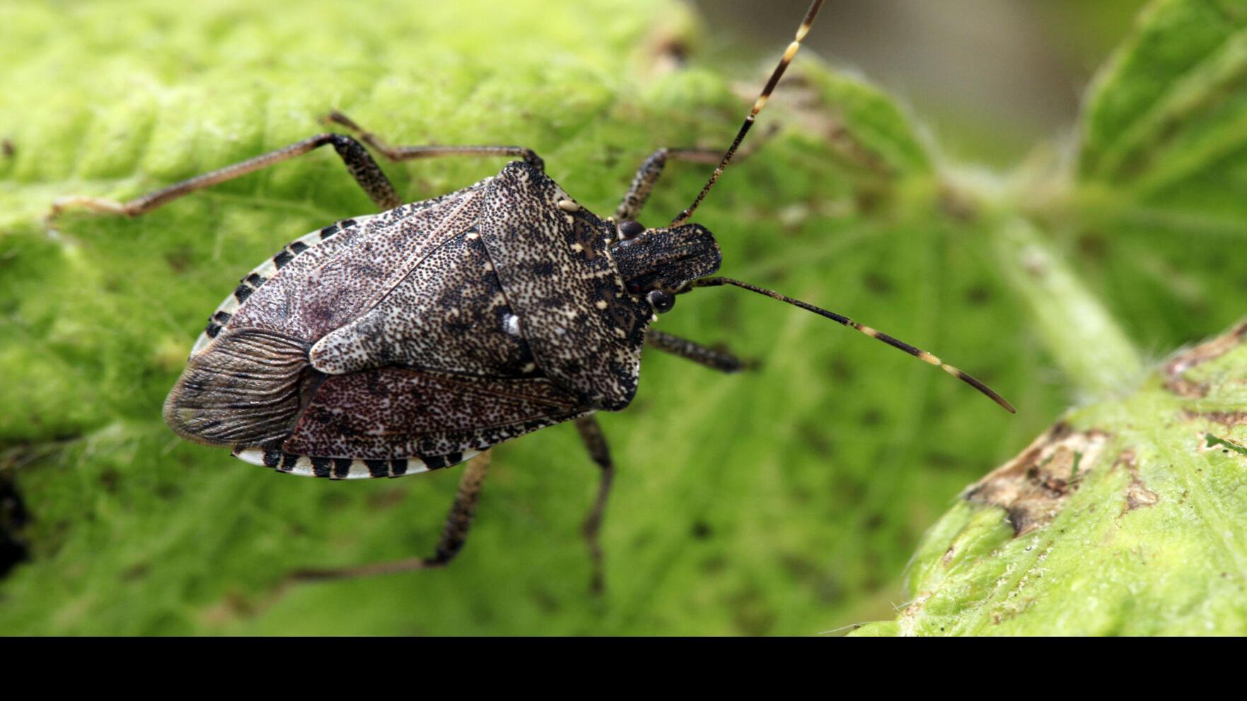 Brown marmorated stink bug a nuisance to homeowners, Illinois Extension