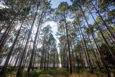 Georgia committees to explore forest innovation, farmland preservation