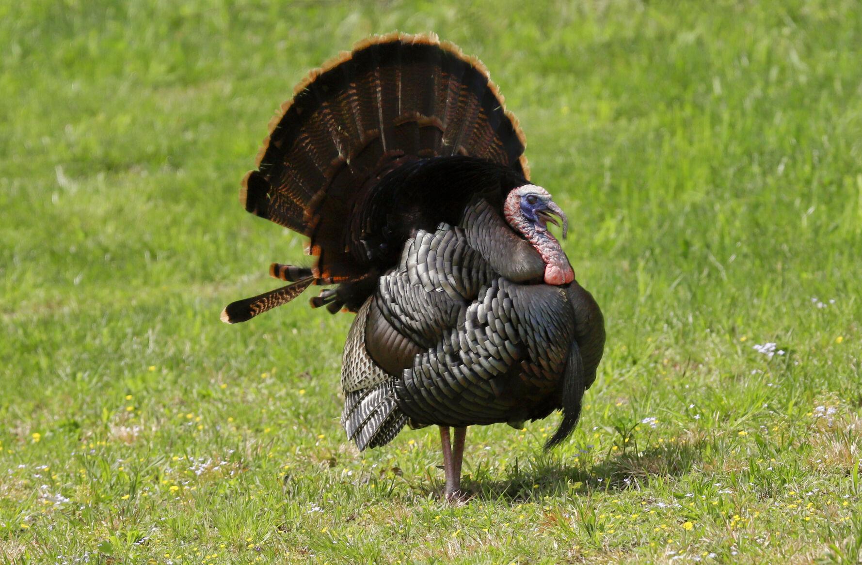 Illinois Public Lands Are Now Open For The Spring Season For Wild Turkey Hunting Wmay Stay Informed Stay Connected