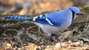 Illinois quick hits: Cicada eating birds getting sick; ATM skimmer warning