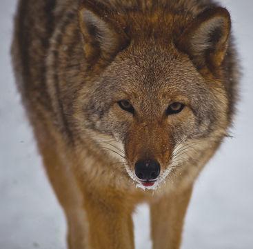 Louisa Contest To Be Held To Curtail Coyote Population Local News Thecentralvirginian Com