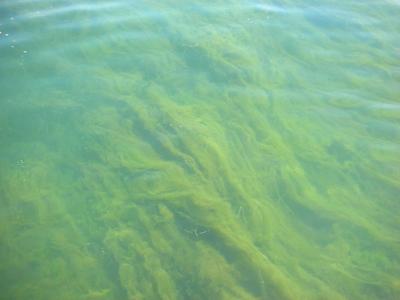 Algae test funding fails in General Assembly