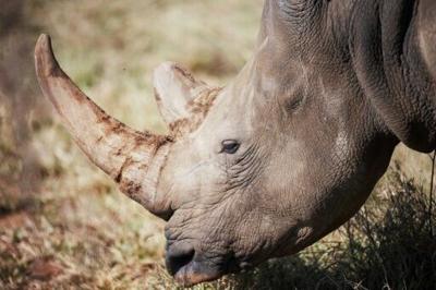 The Crash at the Rhino Rescue Center, It is hoped that the …